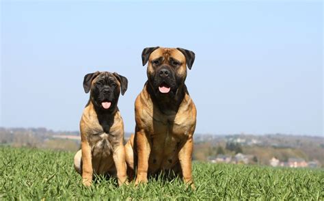 Bullmastiff Care, Feeding & Grooming Tips for Owners – Petsworld