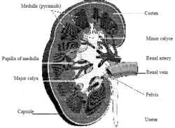 NCERT Summary: Summary of Biology- 7 - Science and Technology for UPSC ...