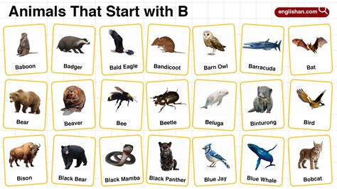 20+ Animals that Start with B in English with Pictures