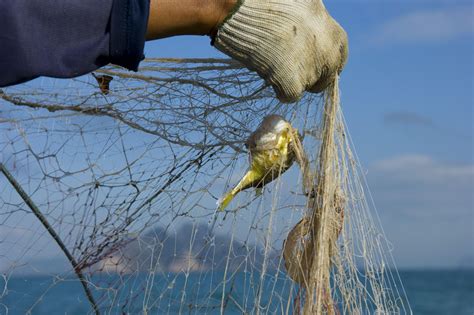 What Is Bycatch and How Does It Affect Marine Life?