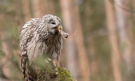 Prey Of Owls
