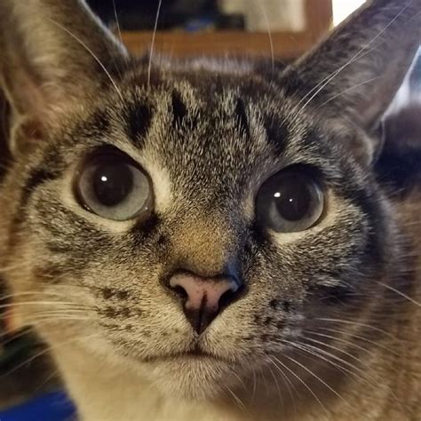 Hat Hub Script Pastebin 的图像结果