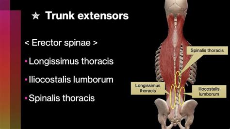 Back Extensor Muscles 的图像结果