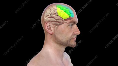 Rezultat imagine pentru Gyri