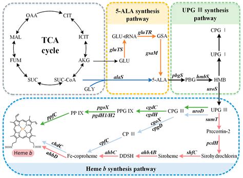 Biosynthetic Pathway of Heme b | Encyclopedia MDPI