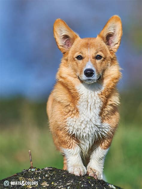 Pembroke Welsh Corgi Coat Colors | Coats and Colors