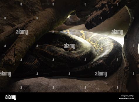 Image result for Big Yellow Snake Python