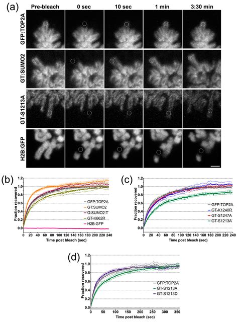 The Impact of the C-Terminal Region on the Interaction of Topoisomerase ...