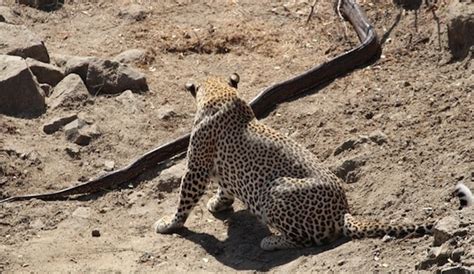 Image result for Python vs Leopard