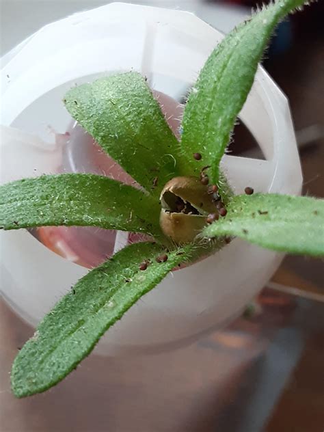 Feed me, Seymour! : r/Pareidolia