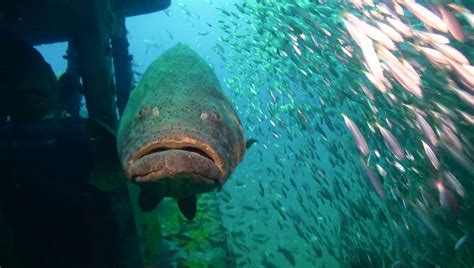 Florida wildlife officials to allow limited fishing of goliath groupers ...