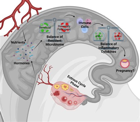 Cow Reproductive System Model 的图像结果