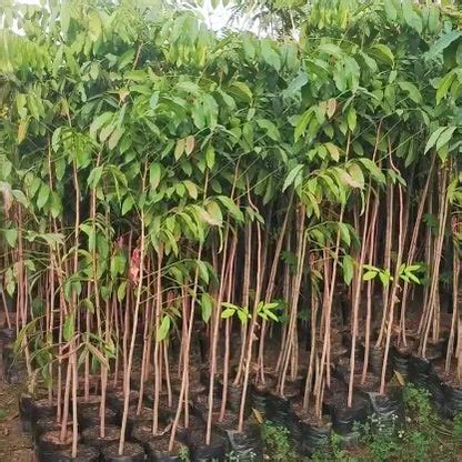 African Mahogany (Swietenia Macrophylla) Plant – Lalit Enterprise