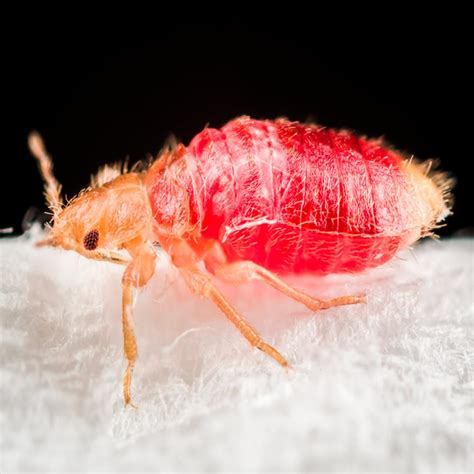 Red Bed Bugs