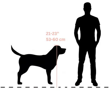 Lab Dog Breed Standard at Isla Lascelles blog