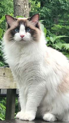 6 Cat Breeds That Busy GenZ Can Keep As Pets