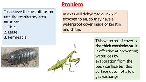 How Insects Breathe: The Tracheal System and Its Cool Adaptations ...