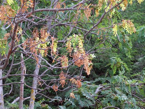 Image result for Mountain Ash Tree Problems