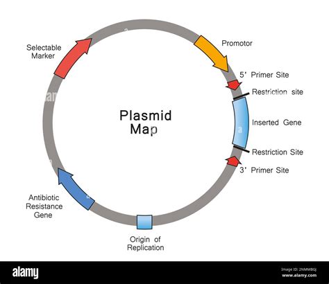 Bacterial Plasmid Structure