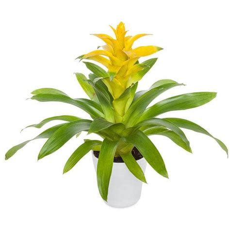 Buy Guzmania (Yellow) - Plant online from Nurserylive at lowest price.