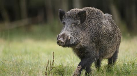 CINGHIALE E CACCIA DI SELEZIONE: FACCIAMO CHIAREZZA