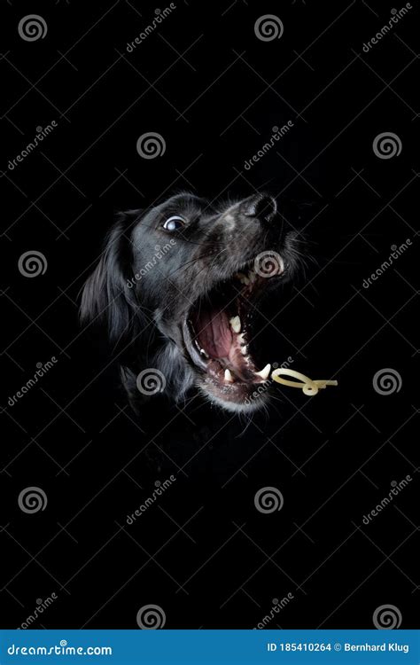 Black Irish Setter Catching a Noodle on a Black Background. Stock Photo ...