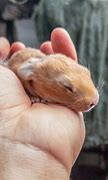 Image result for Caring for Wild Baby Bunnies