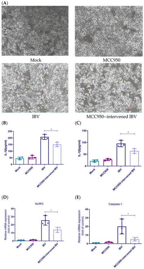 NLRP3 Inflammasome Activation Restricts Viral Replication by Inducing ...