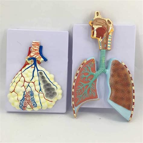 Buy DFJU Assembly Model Anatomical Model of Human Internal Organs Lung ...