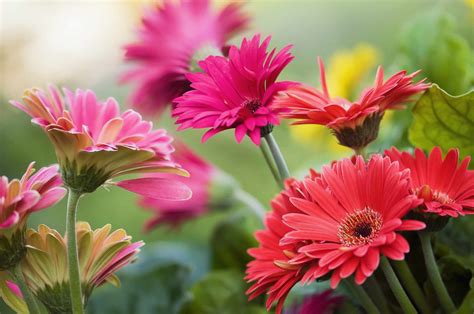 13 Recommmended Plants With Daisy-Like Flowers