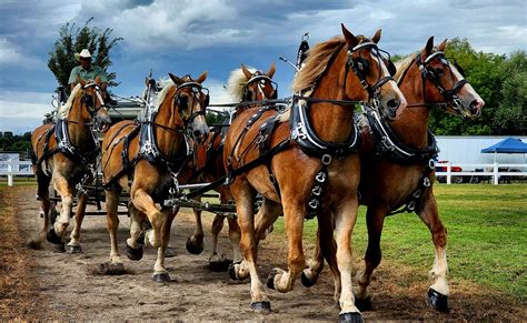 Fair Overview - South Mountain Fair