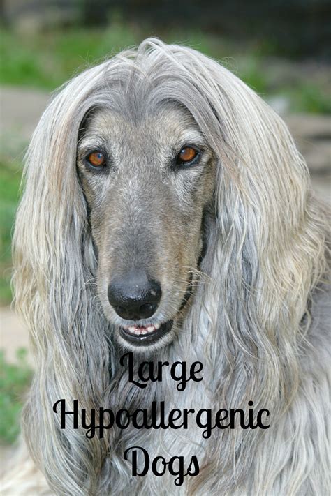 Large Hypoallergenic Dog Breeds: Everything You Need to Know