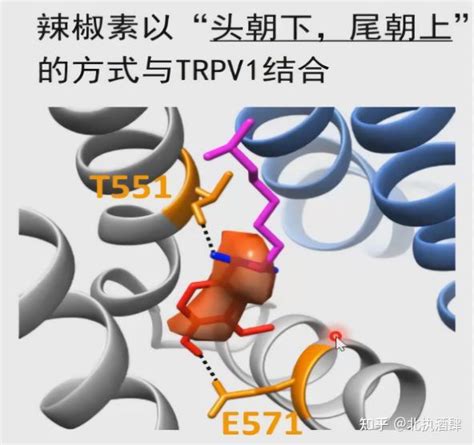 Trpv1structure Illustration 的图像结果