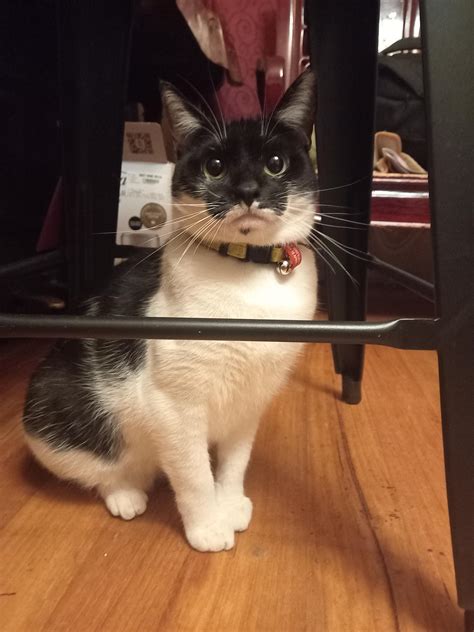 OC Cat in jail : r/aww