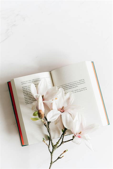 Image result for Magnolia Com