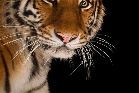 South Korean National Animal