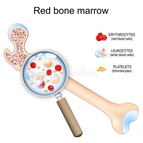 Image result for Bone Marrow Function
