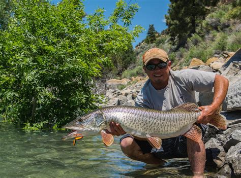 Fish Utah -- Division of Wildlife Resources