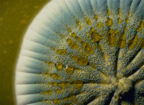 The Main Types of Fungi - phylum of fungi
