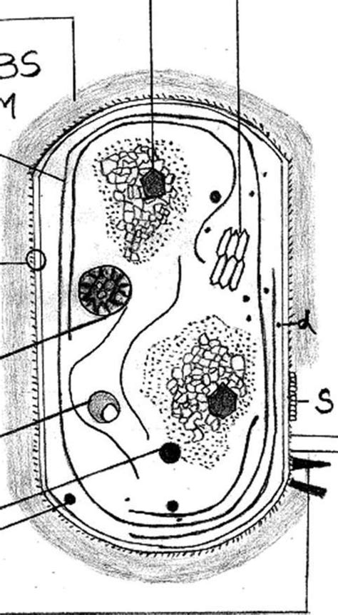 Structure of cyanobacteria - Brainly.in