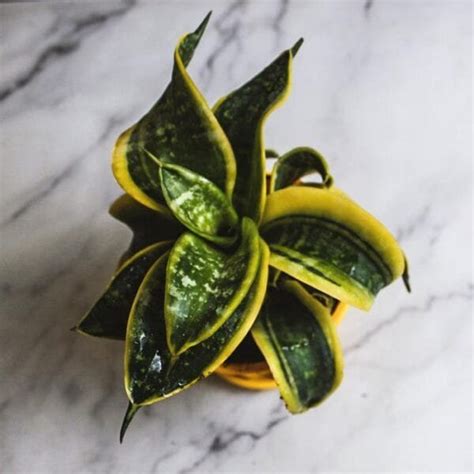 Buy Sansevieria Tornado, Twisted Sansevieria trifasciata Nursery Nisarga