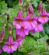 Image result for Rehmannia