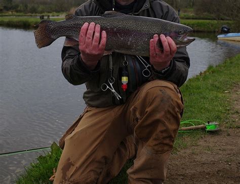 Fly Fish 的图像结果