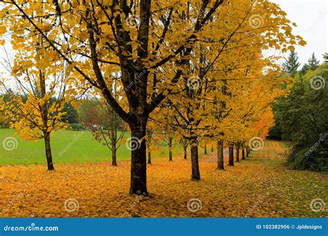 Image result for Silver Maple Tree Fall Color