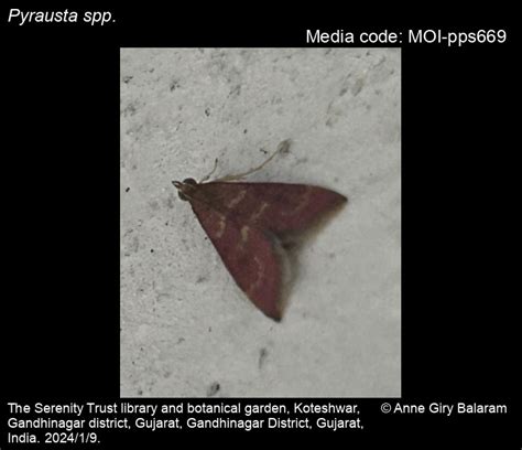 Pyrausta spp. Schrank, 1802 - | Moths