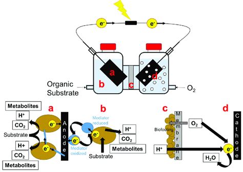 Image result for Microbial Fuel Cell Anode and Cathode