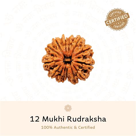 12 Mukhi Rudraksha ( Nepali ) – Prinjal Jewels