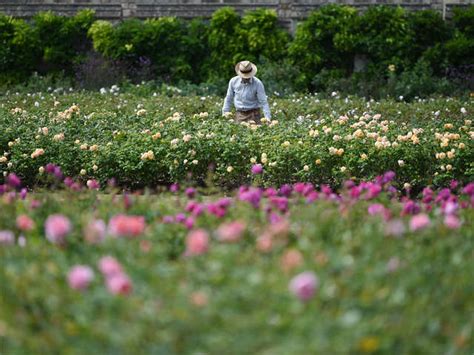 Windsor Castle opens terrace garden for first time in 40 years - One of ...