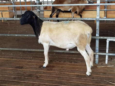 Dorper – National Breeding Center (Belize)