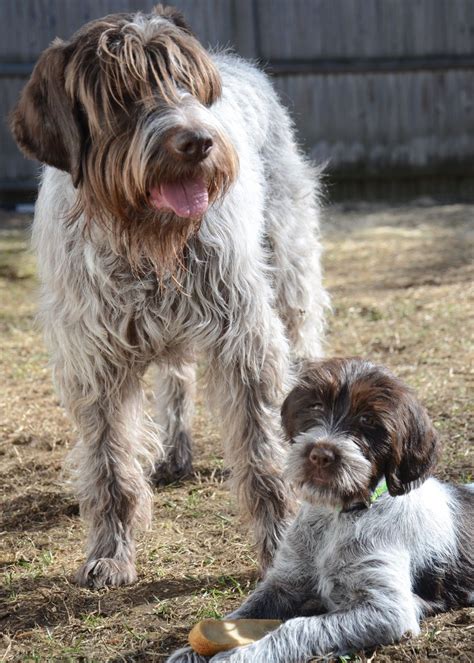 Wirehaired Pointing Griffon - Temperament, Lifespan, Shedding, Puppy
